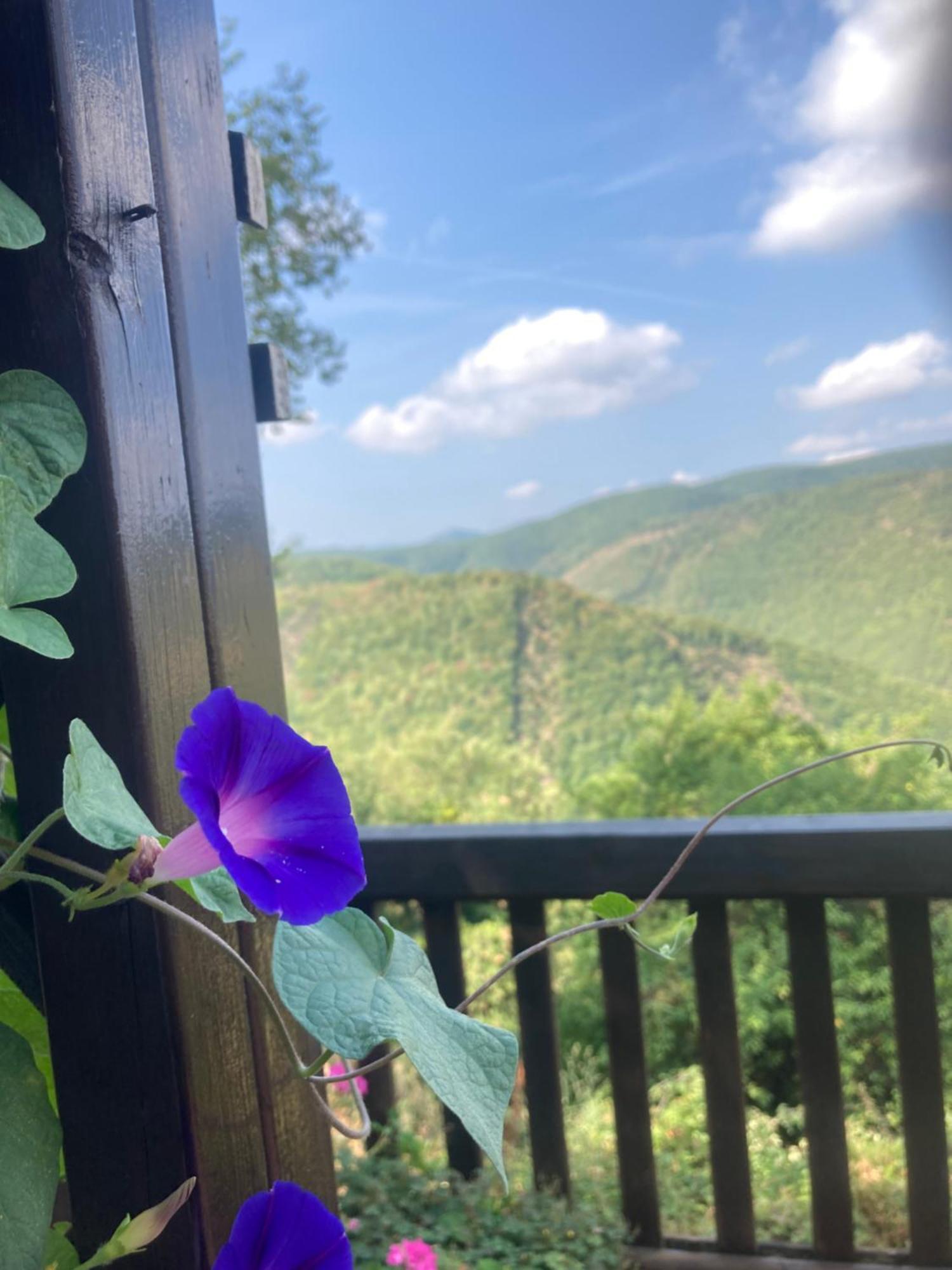 Agriturismo Becerca Vegan Serra San Quirico Экстерьер фото